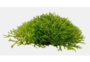 Riccia fluitans in bakje