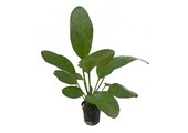 Echinodorus Ozelot Rood