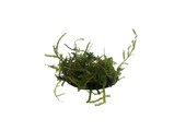 Christmas Moss in bakje