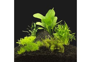 Plantenpakket Garnalen 2