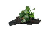 Driftwood XS met anubias