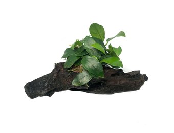 Driftwood XS met anubias