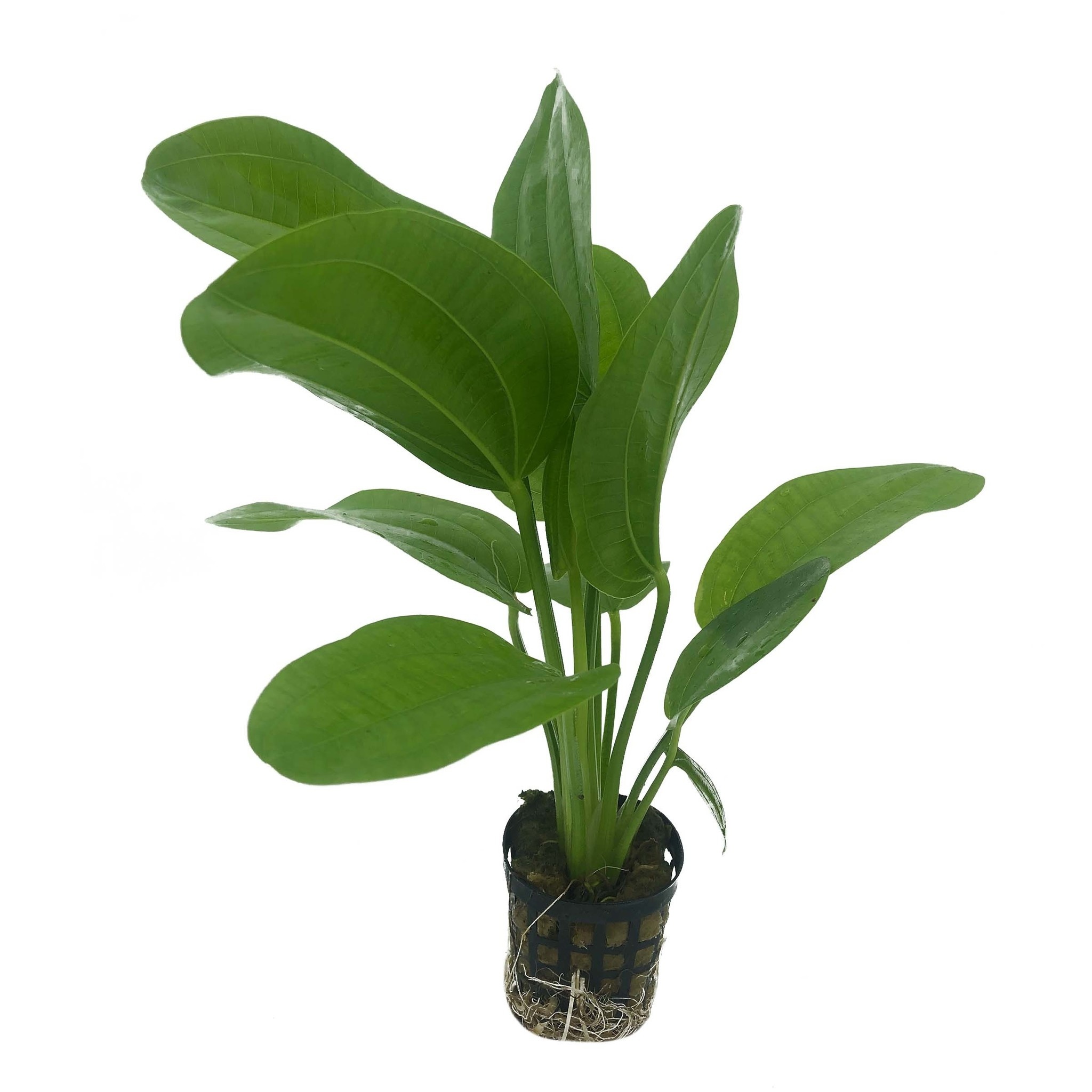 Plantenpakket Garnaal
