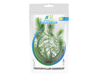 Ceratophyllum Demersum in zak