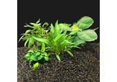 Plantenpakket Extra Small 1