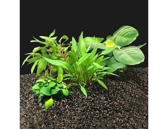 Plantenpakket Extra Small 1