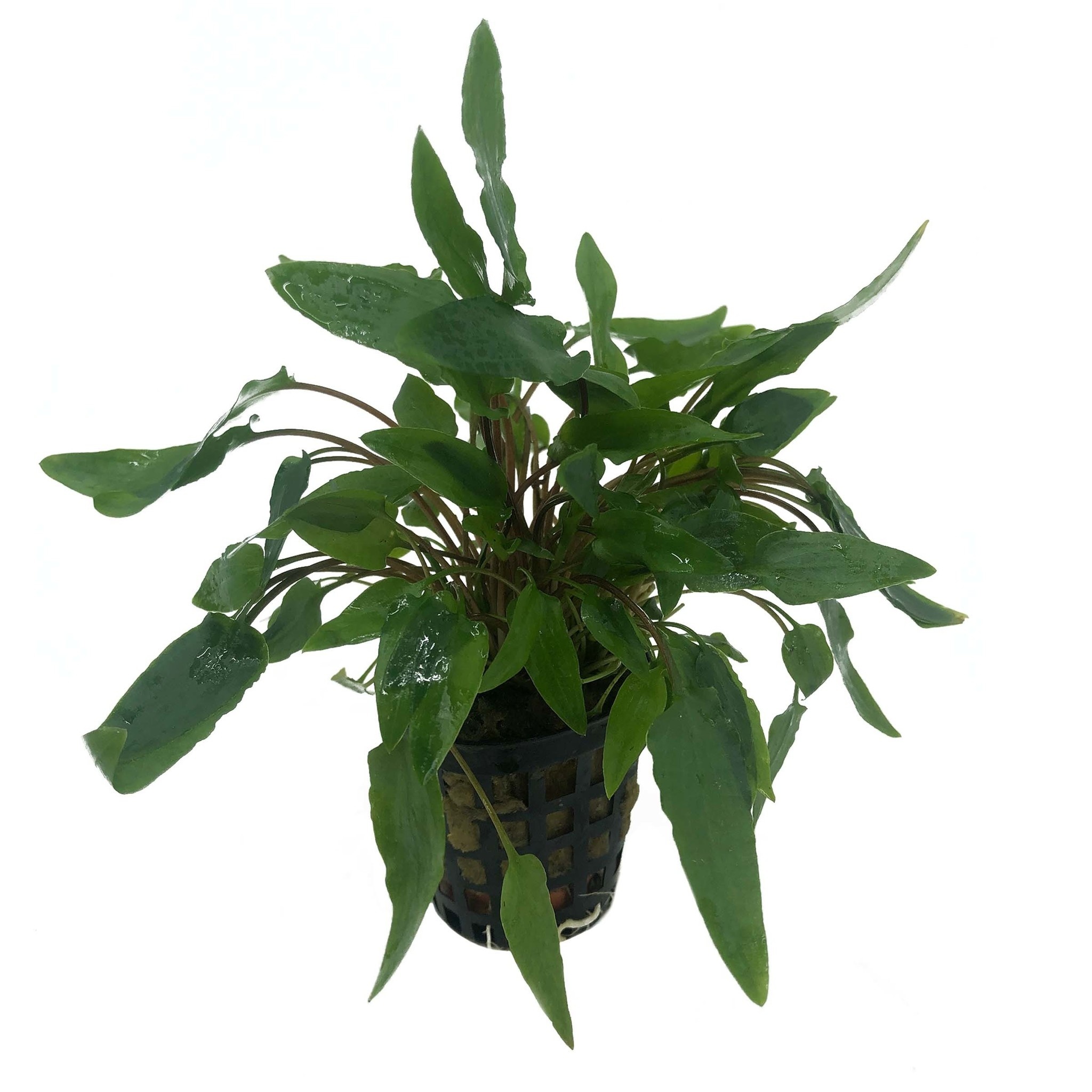 Plantenpakket Easy Small