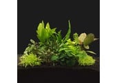 Plantenpakket Large 1