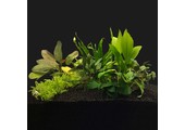 Plantenpakket Medium 1