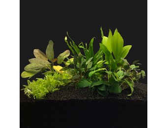 Plantenpakket Medium 1