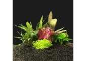 Plantenpakket Small 1