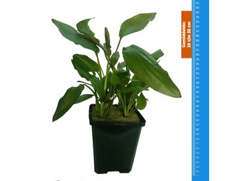 Echinodorus Impai - Extra Groot