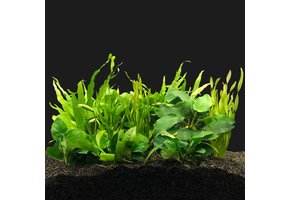 Plantenpakket Aquarium Malawi Cichliden