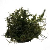 Phoenix Mos in bakje