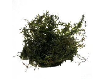 Phoenix Mos in bakje