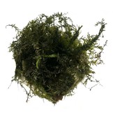 Phoenix Mos in bakje