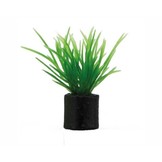 Plant Eleocharis Mini 3cm 5st