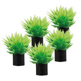 Plant Ultricularia Mini 3cm 5st