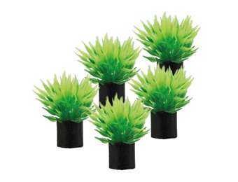 Plant Ultricularia Mini 3cm 5st