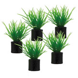 Plant Eleocharis Mini 3cm 5st
