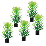 Plant Didiplis Mini 6cm 5st