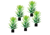 Plant Didiplis Mini 6cm 5st