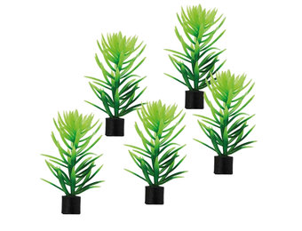 Plant Didiplis Mini 6cm 5st