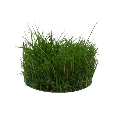 Plantenpakket Garnaal
