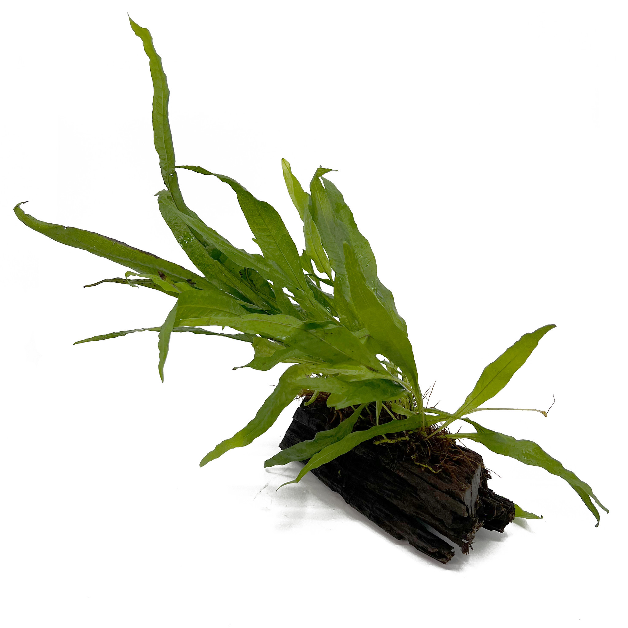 Microsorum Pteropus op hout - Groot