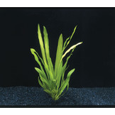 Echinodorus Uruguayensis - Extra Groot