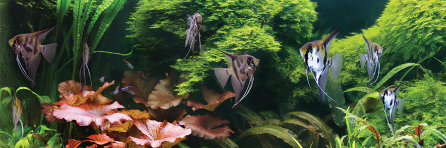 Echinodorus Uruguayensis - Extra Groot