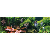 Echinodorus X Barthii Osiris Dubbel Rood - Extra Groot