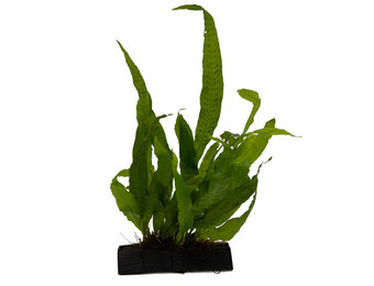 Microsorium Pteropus op hout - Medium