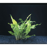 Microsorum Pteropus - Extra Groot