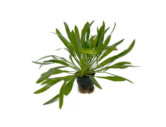 Echinodorus Uruguayensis - Extra Groot
