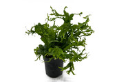 Microsorum Pteropus Windelov - Extra Groot