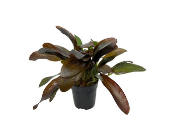 Echinodorus X Barthii Osiris Dubbel Rood - Extra Groot