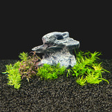 Plantenpakket in vitro bakje