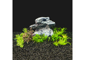 Plantenpakket in vitro bakje