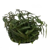 Plantenpakket in vitro bakje