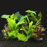 Plantenpakket Zuid-Amerika Large