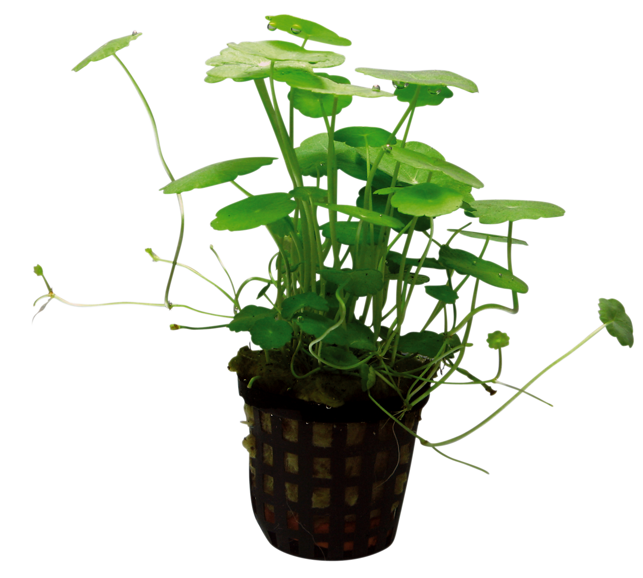 Hydrocotyle Verticillata