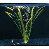 Vallisneria Gigantea Bundel 5+1 gratis!