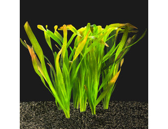 Vallisneria Gigantea Bundel 5+1 gratis!