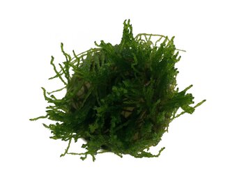 Flame Moss in bakje
