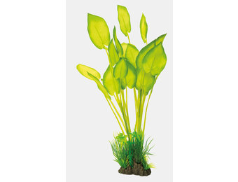 Art Plant 40cm Echinodorus
