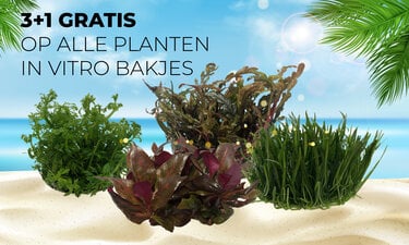 3+1 gratis op alle planten in Vitro bakje