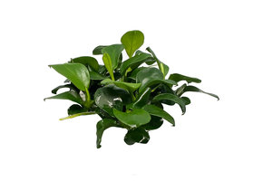 Anubias barteri var. nana Bonsai in vitro