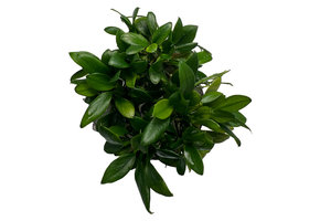 Anubias barteri var. nana Pangolino in vitro