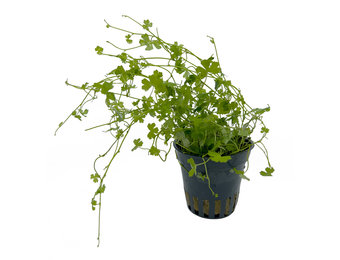 Hydrocotyle tripartita 5 cm in pot